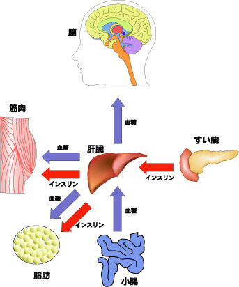 インスリンと血糖の流れ