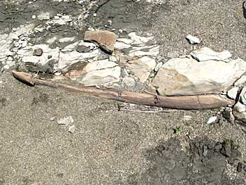 kujira-kaseki-1.jpg