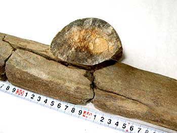 kujira-kaseki-2.jpg
