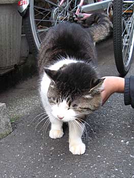 tukisima-Cat.jpg